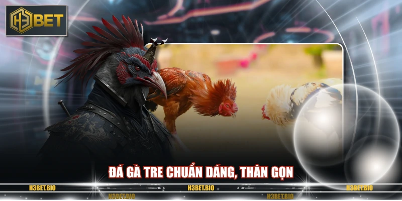 Đá gà tre chuẩn dáng, thân gọn