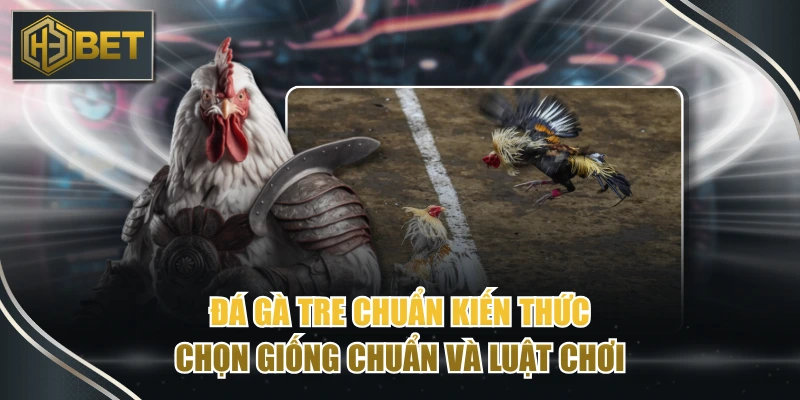 Đá Gà Tre Chuẩn Kiến Thức Chọn Giống Chuẩn Và Luật Chơi