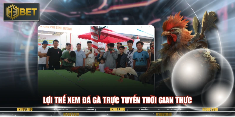 Lợi thế xem đá gà trực tuyến thời gian thực