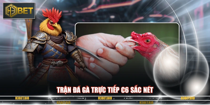 Trận đá gà trực tiếp c6 sắc nét