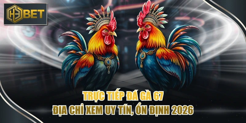 Trực Tiếp Đá Gà 67 - Địa Chỉ Xem Uy Tín, Ổn Định 2026